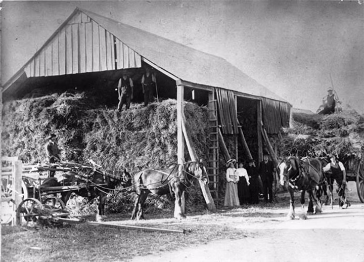 Archive photograph of horses in Nillumbik