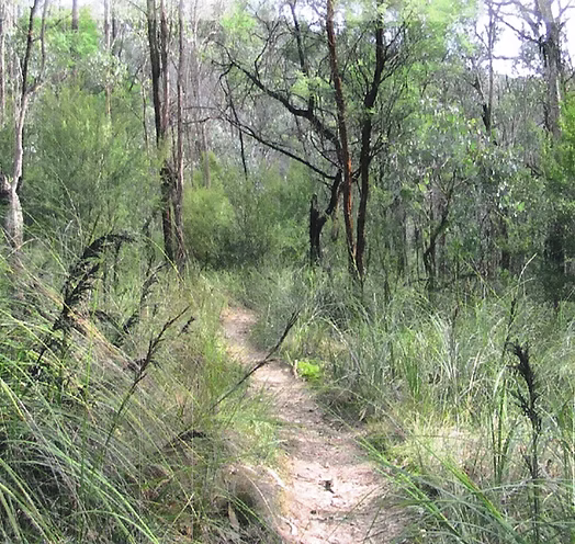 A narrow bush trail through the Panton Hill reserves