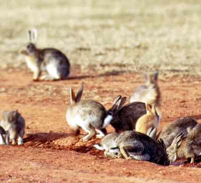 Rabbits on bare ground