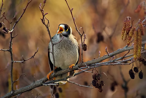 A native bird perched on a branch
