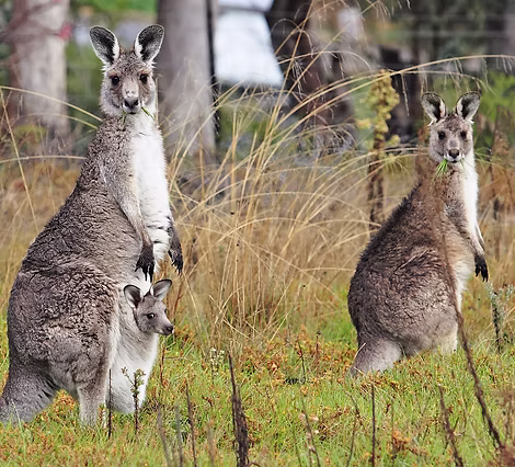 Kangaroos grazing in Nillumbik bushland